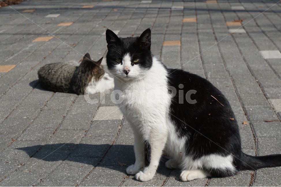 고양이,낮잠,길고양이,cat,nap,동물