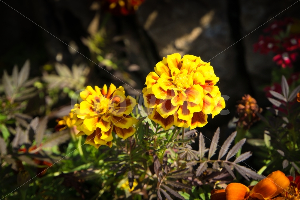 가을,꽃,식물,야생화,울산,태화강공원,들국화,식물,자연,plants,nature,꽃,flower