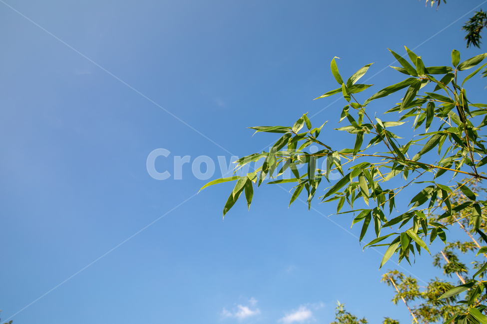 대나무,대나무숲길,하늘,자연,생태공원,bamboo,자연,풍경,nature,landscape
