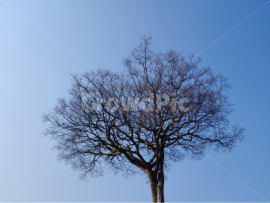 나무,고독,외로움,겨울,풍경,가지,하늘,tree,가족