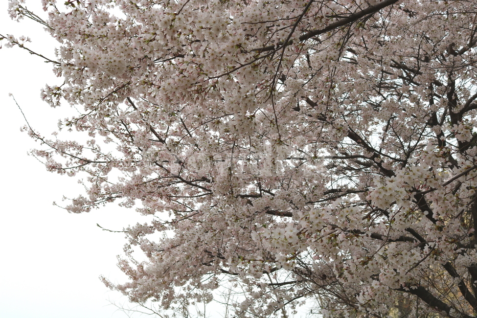 벚꽃,벚나무,벚꽃나무,나무,식물,꽃,장미과,봄,자연,봄,계절,spring,season,식물,자연,plants,nature,꽃,flower,plant,blossom,cherry blossom