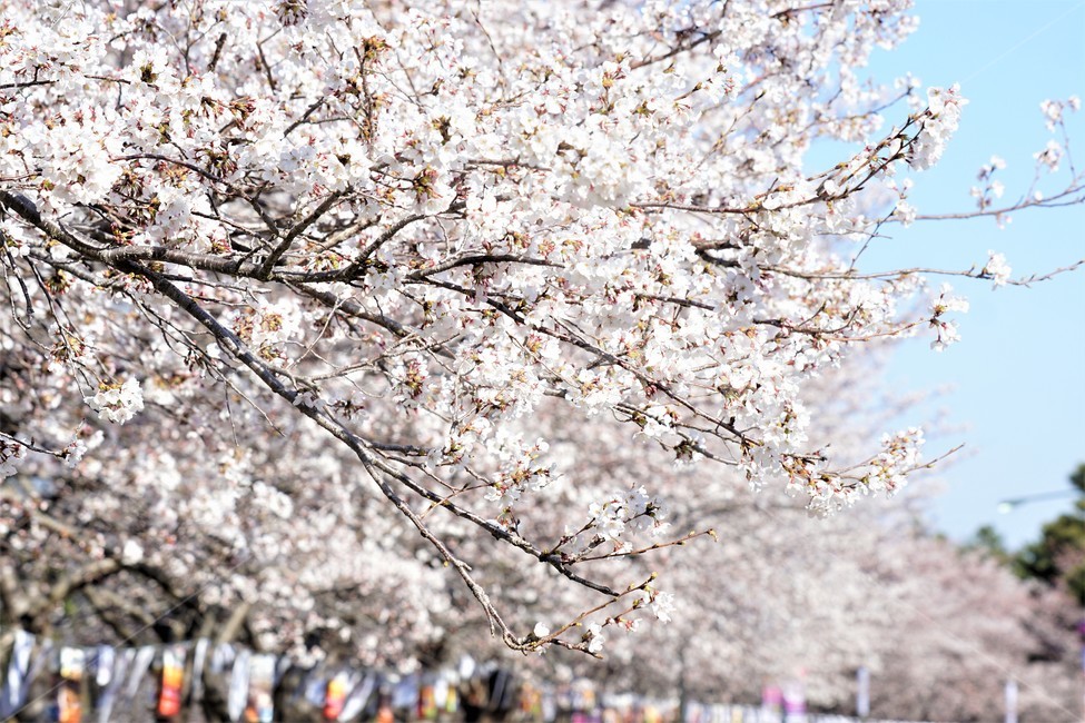 봄,벚꽃,자연,식물,나무,아름다움,봄날,따뜻함,하늘,꽃놀이,sky,spring,nature,season,beauty,flower,tree,봄,계절,spring,season,꽃,flower,plant,blossom