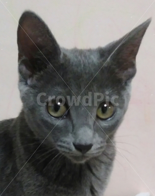 Russian Blue,blue,cat,cat whiskers,pupil