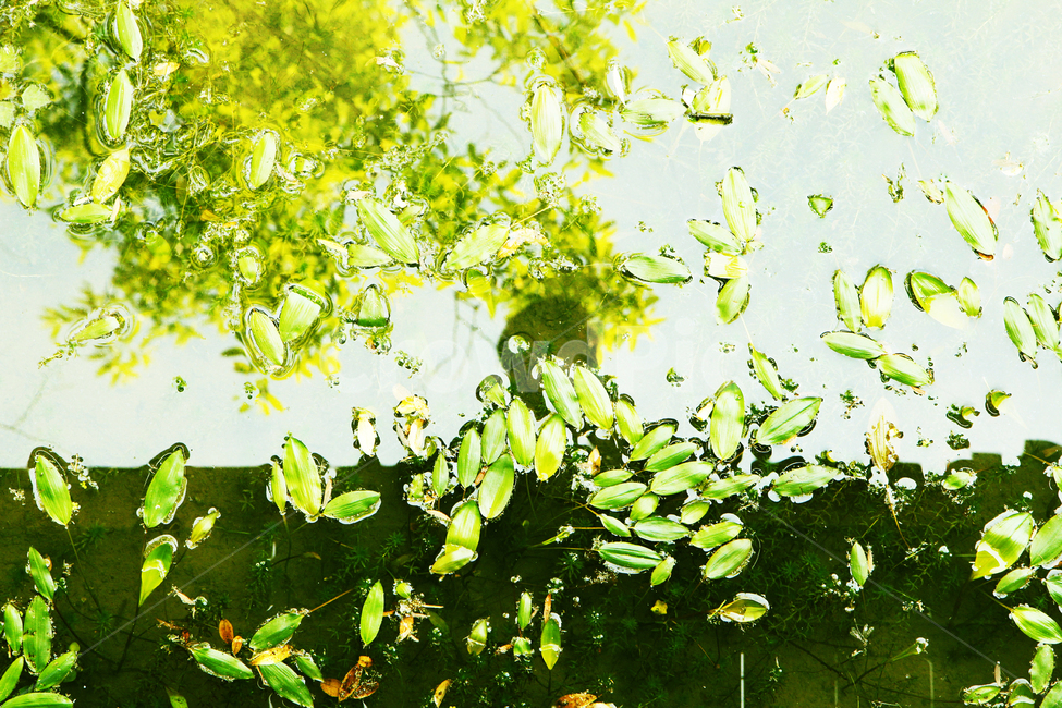 식물,자연,풀,햇빛,숲,잎,실루엣,감상,반사,연못,자연,풍경,nature,landscape,plant,leaf,vegetation,초목,tree,나무