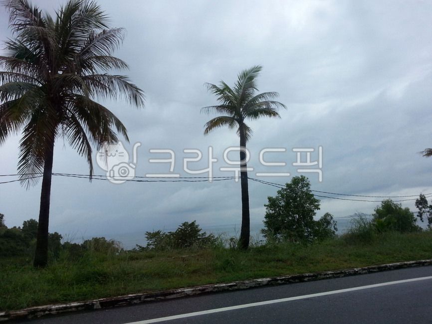 야자나무,거리,하늘,도로,대만,palmtree,street,road,sky,아스팔트,asphalt,taiwan,cloud