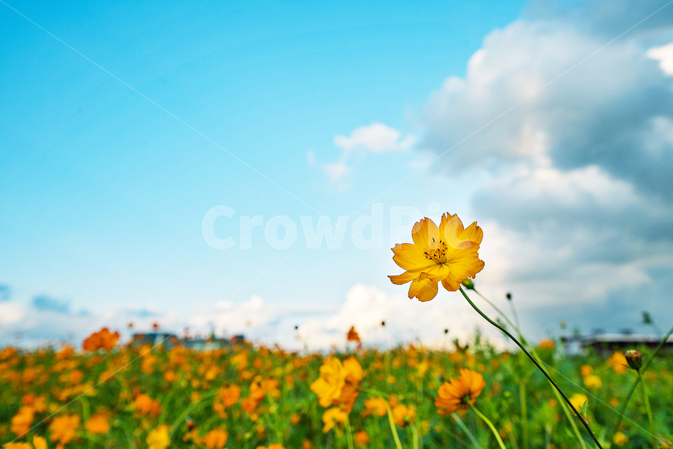 plant,식물,꽃,황화코스모스,cosmos,가을,계절,fall,autumn,season,식물,자연,plants,nature,꽃,flower