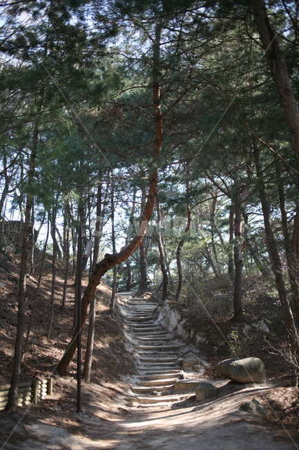소나무,나무,tree,계단,산,mountain,plant,식물