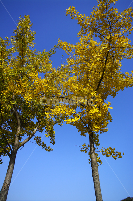 은행나무,가을,은행잎,식물,plant,하늘,가을,계절,fall,autumn,season,식물,자연,plants,nature,나무,trees,wood,tree,tree trunk,나무 줄기
