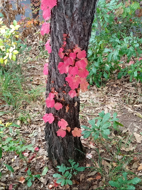 나무,단풍,plant,tree,leaf,잎,나뭇잎,나무줄기,maple,treetrunk,식물,자연,plants,nature