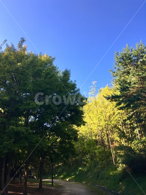 서울숲,가을하늘,가을,파란하늘,sky,fall,autumn,숲,자연,힐링,나무,공원,자연,풍경,nature,landscape,식물,plants,나무,trees,wood