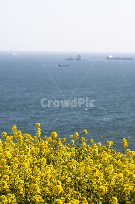 유채,유채꽃,바다,배,섬,봄,봄꽃,봄,계절,spring,season,자연,풍경,nature,landscape
