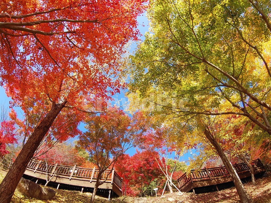 tree,나무,단풍,maple,plant,식물,단풍잎,쉼터