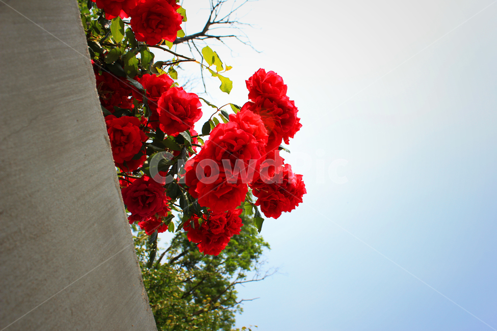 봄,꽃,장미,장미꽃,빨간꽃,강렬한,감성,감성사진,풍경,꽃사진,봄,계절,spring,season,식물,자연,plants,nature,꽃,flower,plant,rose,blossom,geranium,제라늄