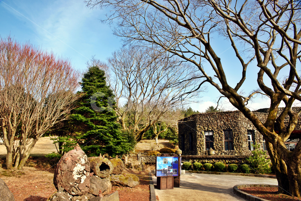 산굼부리,제주,천연기념물제263호,분화구,기생화산,관광지,제주도,jeju,jeju island,tree,나무,plant,식물