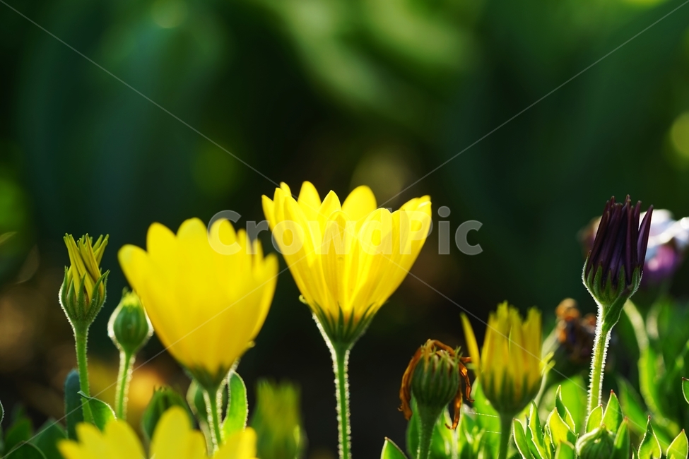 아침,이슬,봄꽃,햇살,아침햇살,봄,계절,spring,season,식물,자연,plants,nature,꽃,flower,휴식,힐링,rest,relaxation,healing,plant
