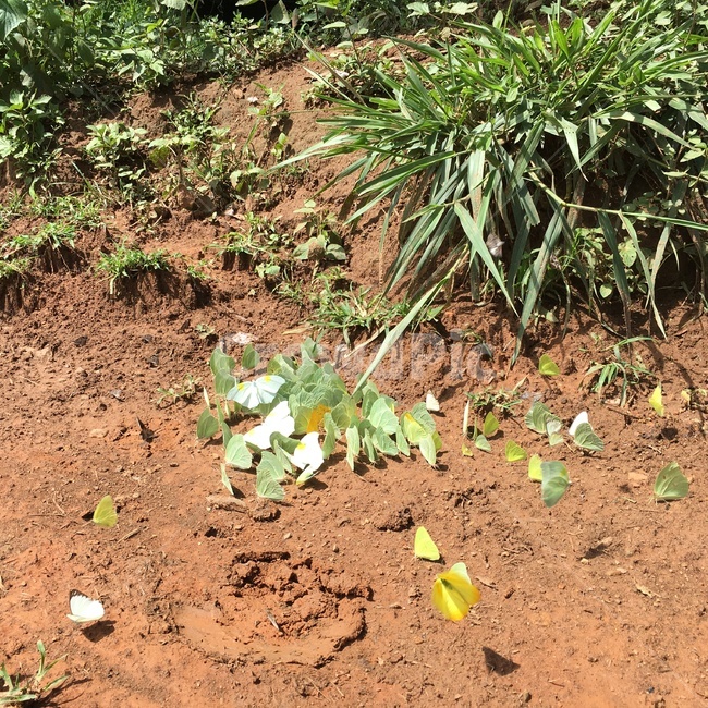 나비,흙,butterfly,soil,ground