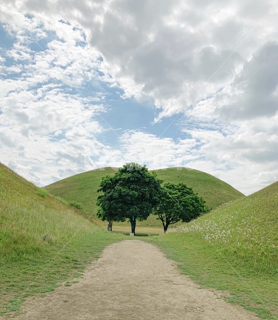 대릉원,잔디,경주,나무,한국자연풍경,자연,자연,풍경,nature,landscape,한국자연풍경,한국자연경관,korea nature landscape,한국전통,한국문화,korean traditional,korean culture,랜드마크,landmark,tourist attraction,한국랜드마크,한국관광지,한국명소,korea landmark,korea tourist attraction,grassland,목초지,field,들,outdoors,옥외,mound,투수판,plant,식물,tree