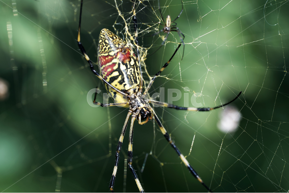 호랑거미,거미,절지동물,argiopeamoena,거미줄,담록색,동물,animal,곤충,벌레,insect,bug