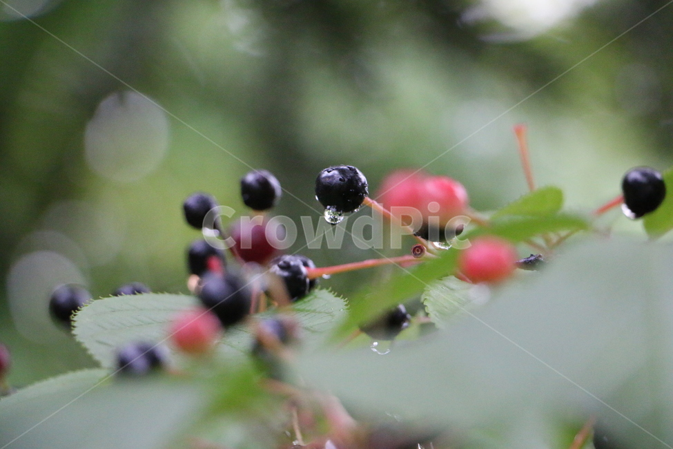 버찌,열매,cherry,이슬,fruit,식물,자연,plants,nature,과일,열매,fruit