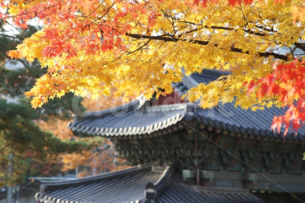 단풍,가을,단풍나무,사찰과단풍,감성사진,단풍잎,가을,계절,fall,autumn,season,한국전통,한국문화,korean traditional,korean culture,식물,자연,plants,nature,종교,신앙,religion,belief,faith,tree,나무,plant,maple