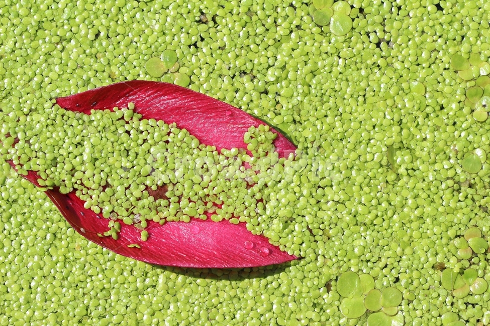 개구리밥,부평초,수경,연잎,자연,식물,연못,수생식물,nature,landscape,plant,감성,배경,bg,background
