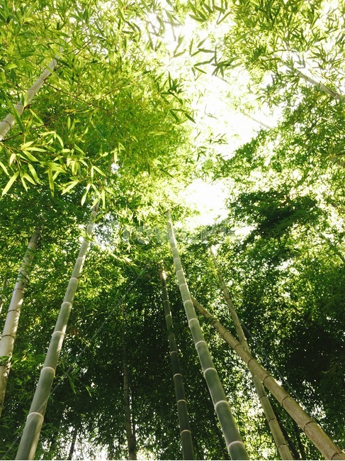 대나무,대나무숲,숲속,원근감,숲,자연,풍경,nature,landscape,식물,plants,나무,trees,wood,휴식,힐링,rest,relaxation,healing,plant