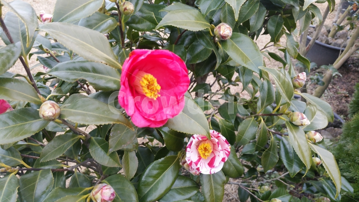 꽃,동백,식물,겨울,봉우리,flower,camellia,식물,자연,plants,nature,꽃,flower