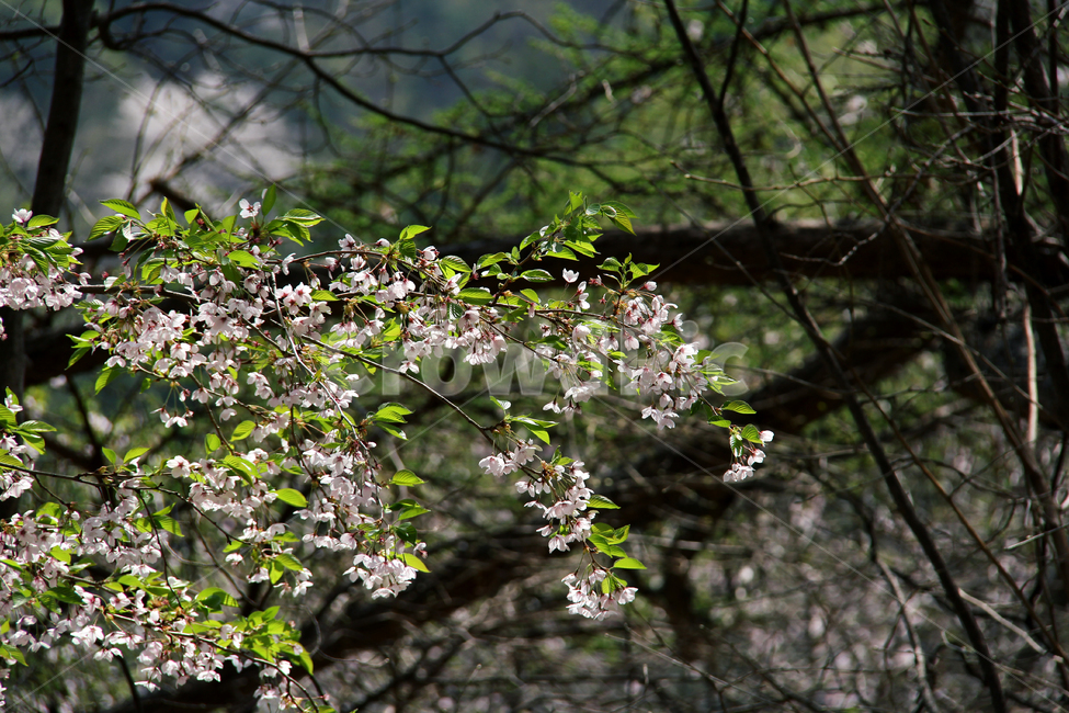 자연,꽃,식물,숲,풍경,식물,자연,plants,nature,꽃,flower