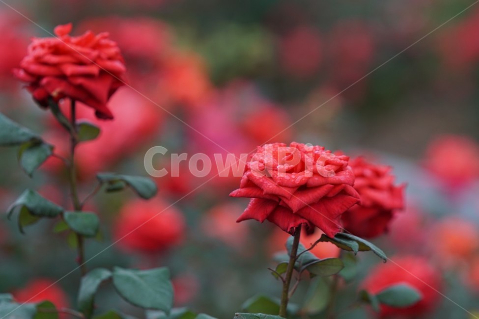 장미,꽃,rose,식물,자연,붉은장미,정열,5월,그린,flower,장미꽃,nature,식물,자연,plants,nature,꽃,flower