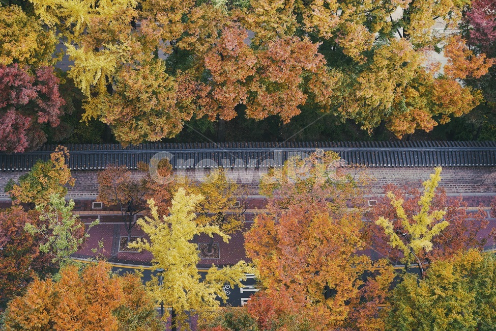 가을,단풍,단풍놀이,덕수궁돌담길,풍경,tree,나무,plant,식물,maple,가을,계절,fall,autumn,season