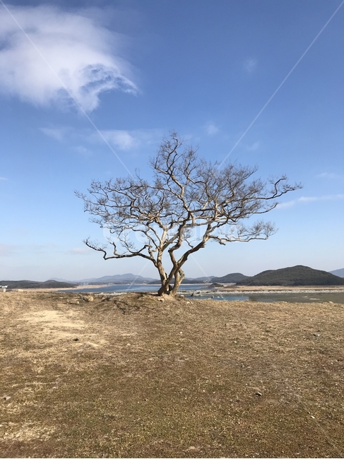 겨울나무,외로운나무,나무,겨울,앙상한가지,plant,식물,tree,outdoors,옥외,ground,자연