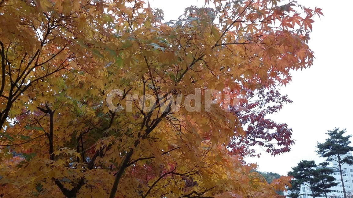 가을,fall,autumn,단풍,노란단풍