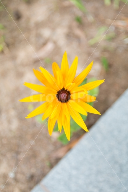 꽃,원추천인국,flower,풍경,자연,식물,자연,plants,nature,꽃,flower