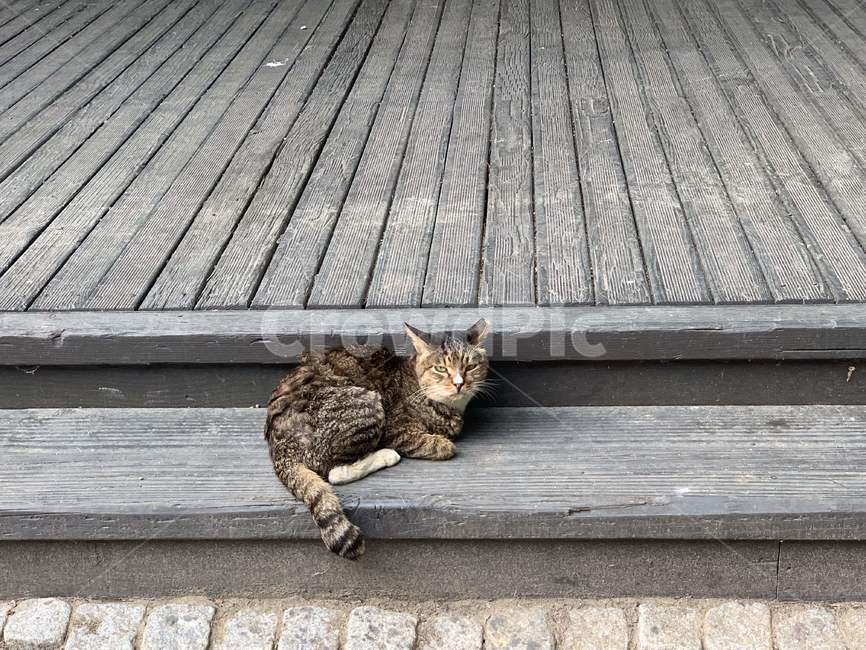 길냥이,길고양이,고등어태비,코숏,길고양이급식소,고양이,동물,animal,포유류,mammal,고양이,cat,kitten,kitty