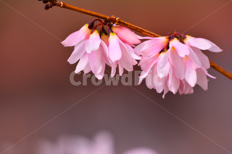pink,miseon tree,March,april,shrub,spring flowers,spring,native,affix,season,light pink flower,Korean specialty plants,bokeh of light,macro,close up,flowers,pink flower,closeup,background,plant,pink forsythia,bokeh