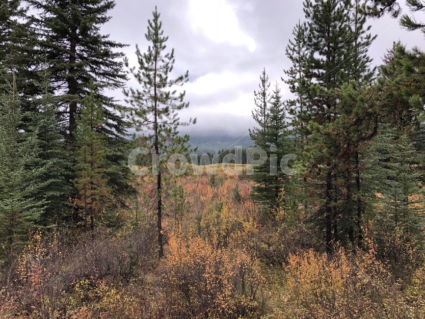 캐나다,가을,가을느낌,낙엽,자연,밴프,나무,캐나다국립공원,풀,식물,전나무,tree,canada,자연,풍경,nature,landscape