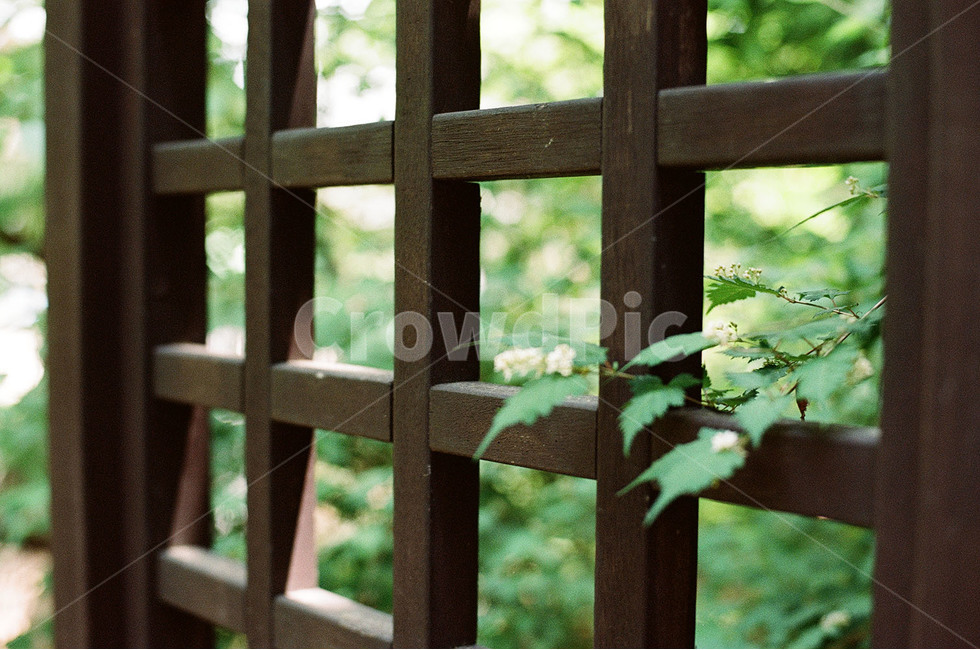 감성,감성사진,꽃,꽃사진,북한산,둘레길,북한산둘레길,식물,자연,plants,nature