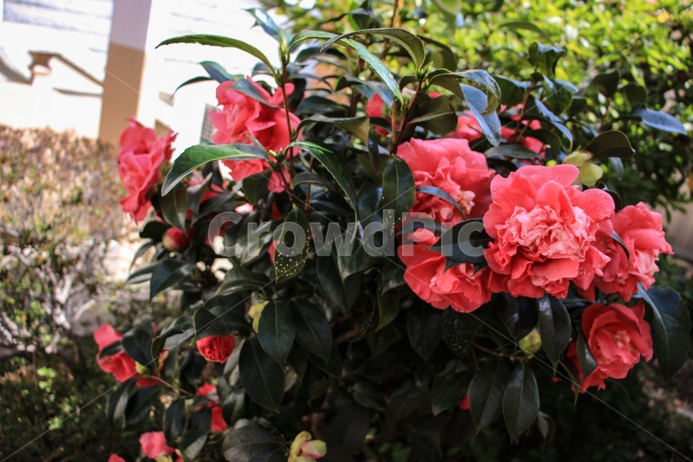 봄,꽃,분홍색,동백,동백꽃,식물,자연,plants,nature,꽃,flower