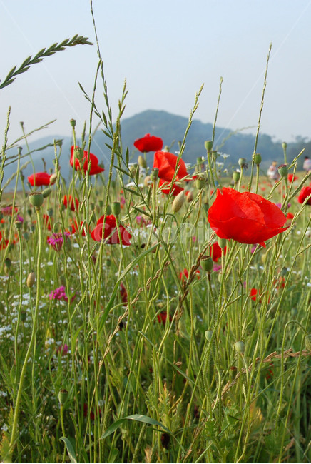 꽃,양귀비,꽃양귀비,붉은색,정열,poppy,식물,자연,plants,nature,꽃,flower