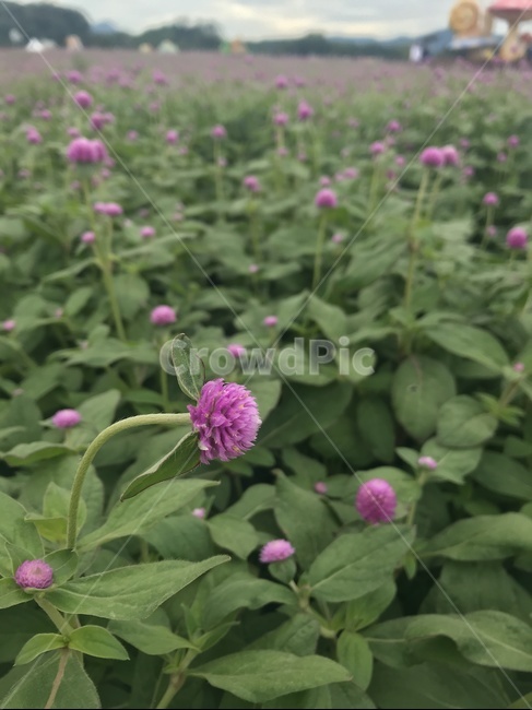 천일홍,보라색,보라꽃,꽃밭,꽃축제,식물,자연,plants,nature,꽃,flower