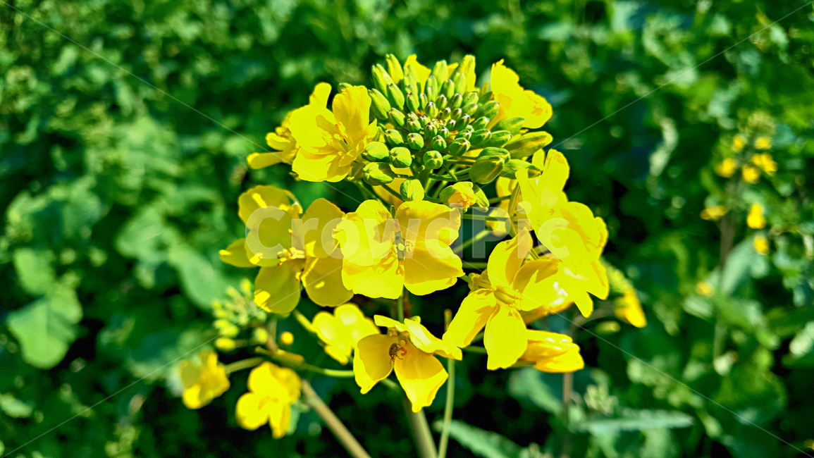 유채꽃,유채,꽃,flower,blossom,식물,plant