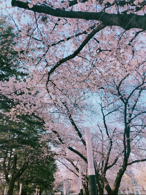 봄,벚꽃,대학교,벚꽃구경,감성