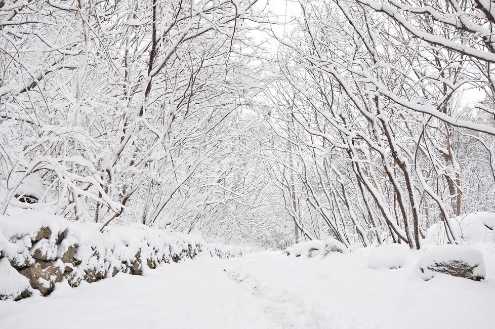 장성,입암산성,남창게곡,설경,남창계곡설경,storm,폭풍,tree,나무,plant,식물,ice,빙,snow,눈,winter,겨울,nature,자연,outdoors,옥외,blizzard,눈보라,겨울,계절,winter,season,자연,풍경,nature,landscape
