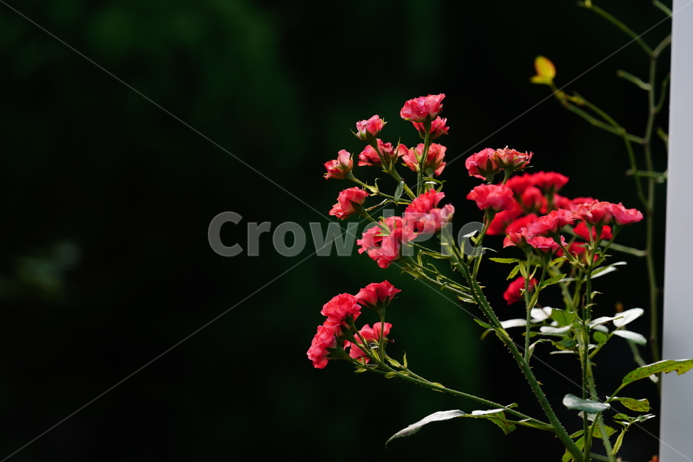 꽃,플라워,자연,식물,생물,생명,식물,자연,plants,nature,꽃,flower