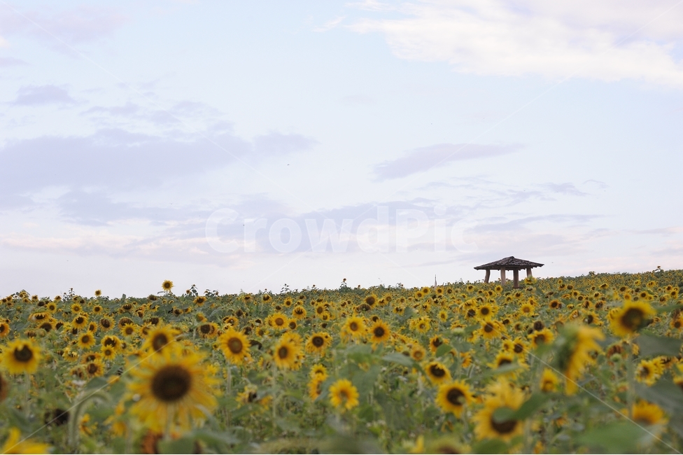 자연,풍경,해바라기,꽁,하늘,식물,plant,자연,풍경,nature,landscape
