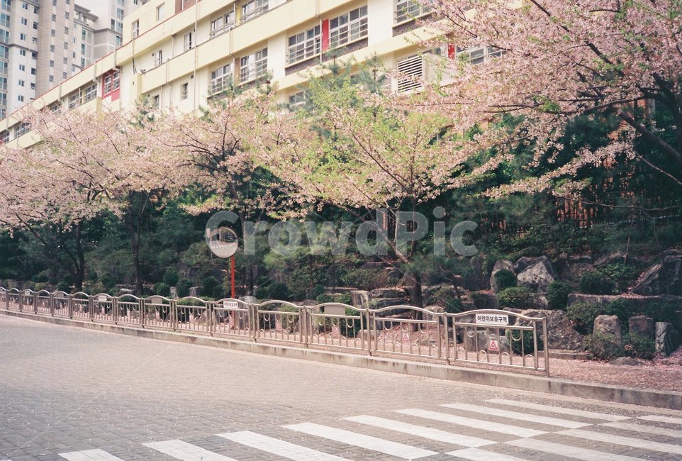 학교,필름사진,필름카메라,봄,꽃,벛꽃,도로,감성,감성사진