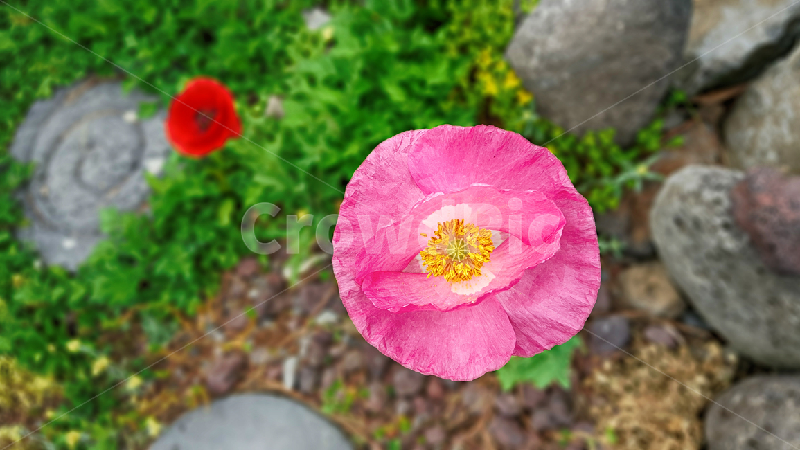 양귀비꽃,flower,꽃,blossom,geranium,제라늄,pollen,식물,plant,식물,자연,plants,nature,꽃,flower