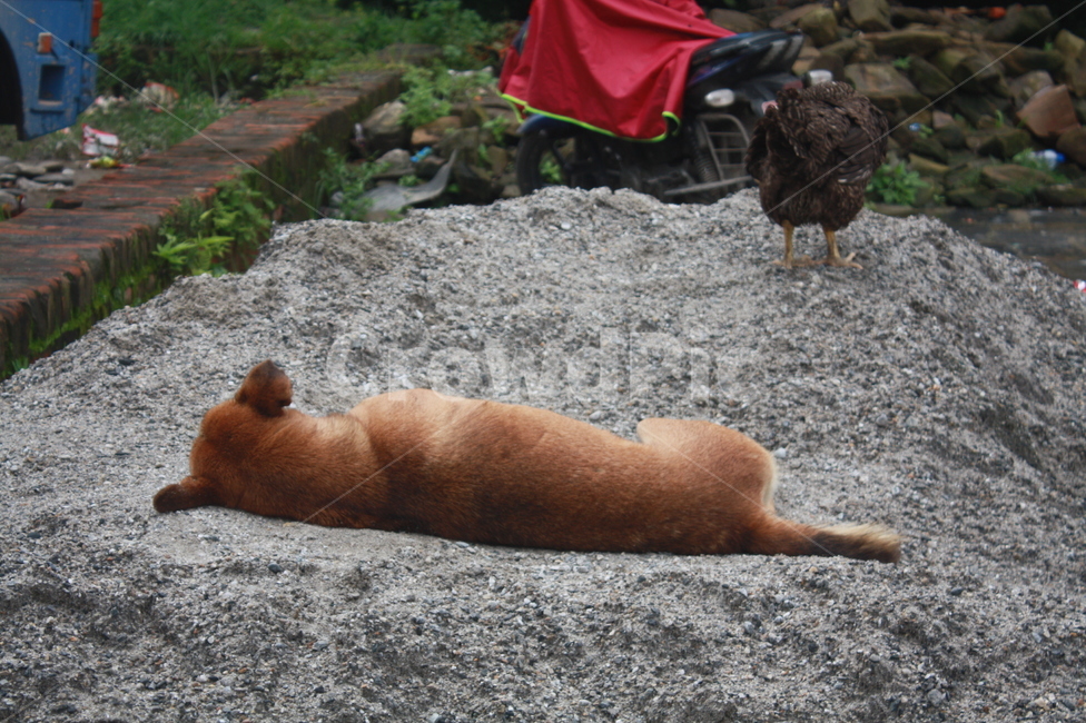 강아지,동물,animal,dog,댕댕이