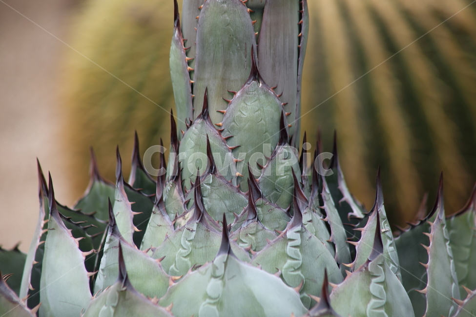 길상천,선인장,온실,가시,cactus
