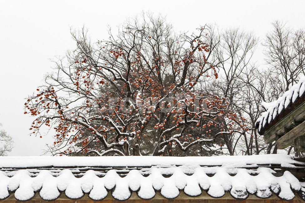 고궁,기와,설경,담벼락,문화유산,겨울,계절,winter,season,한국전통,한국문화,korean traditional,korean culture,식물,자연,plants,nature,나무,trees,wood,건축물,건물외관,exterior,building,structure,architecture,construction